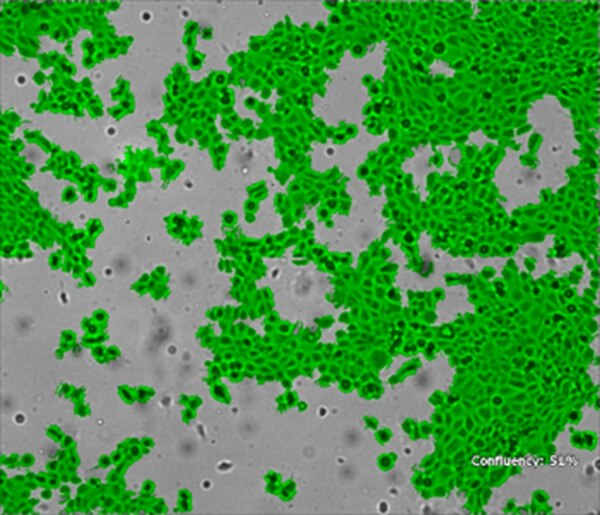 Meerl Mouse E6 E7 Hras Oropharynx Epithelial Luciferase Cell Line 